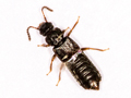 Anotylus rugosus